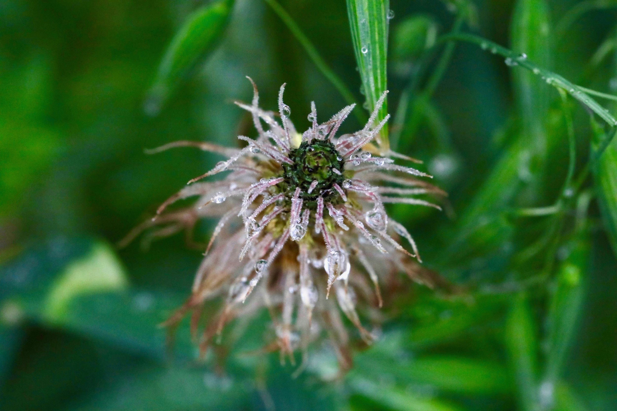 water and language (1).jpg