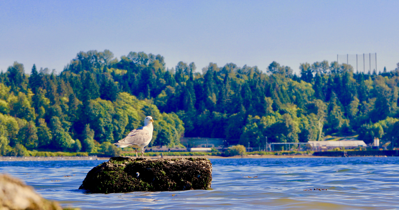 seagull on rock (1).jpg